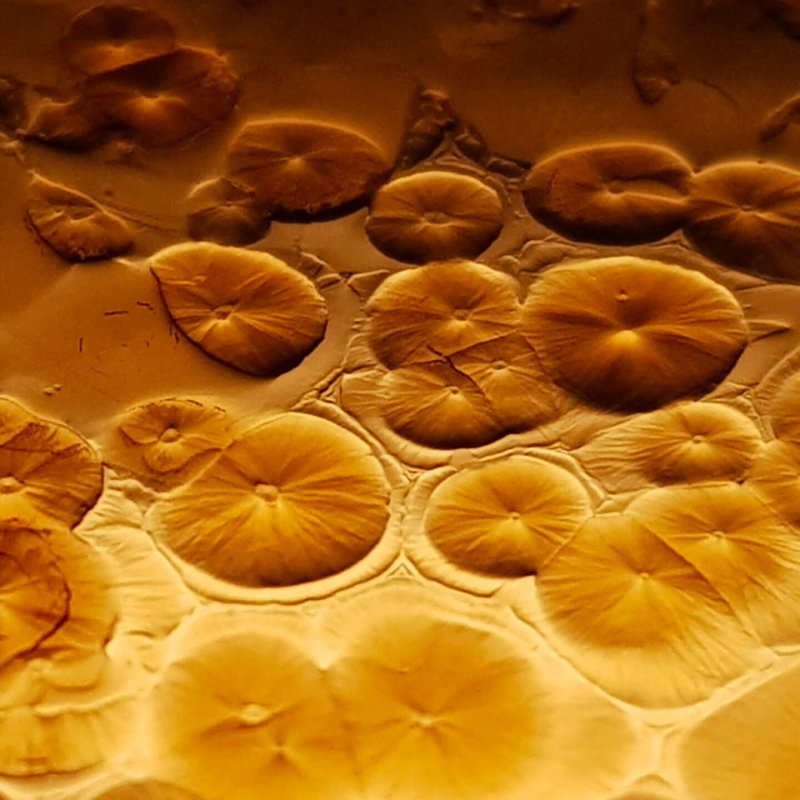 Orange cells